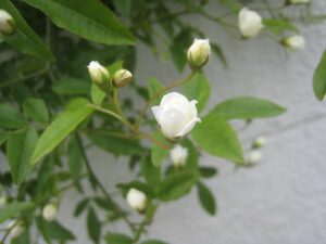 暑いですね。もう、疲れています。 暑いですね。もう、疲れています。